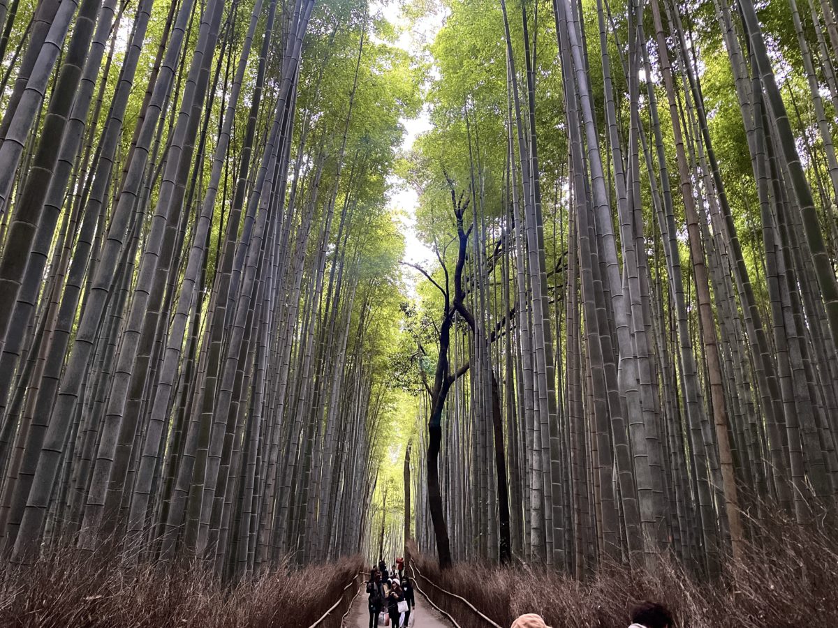 Bamboo forest