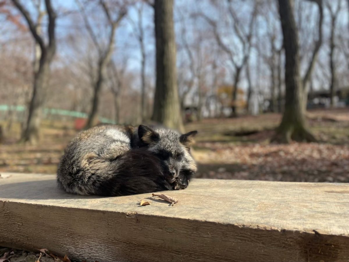 Black fox in Zao