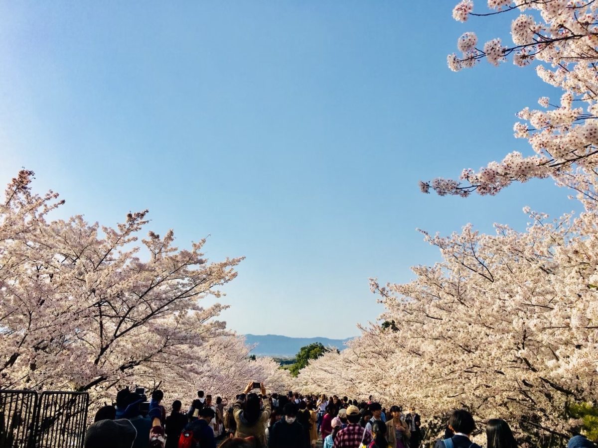 Cherry blossom