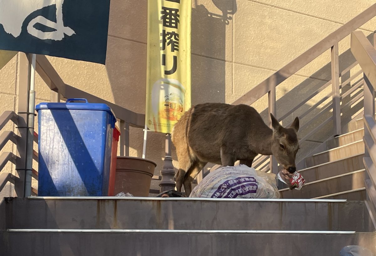 Deer in Miyazima