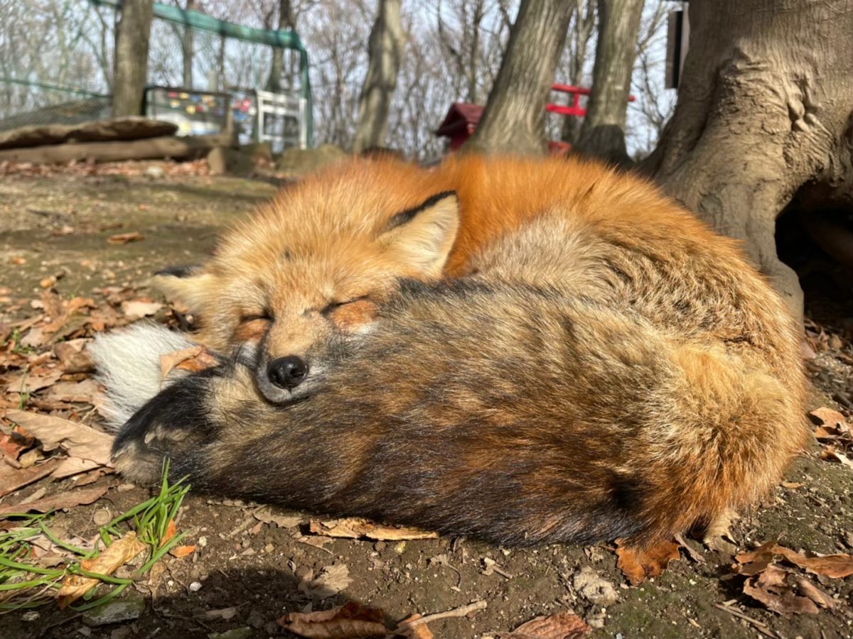 Fox village