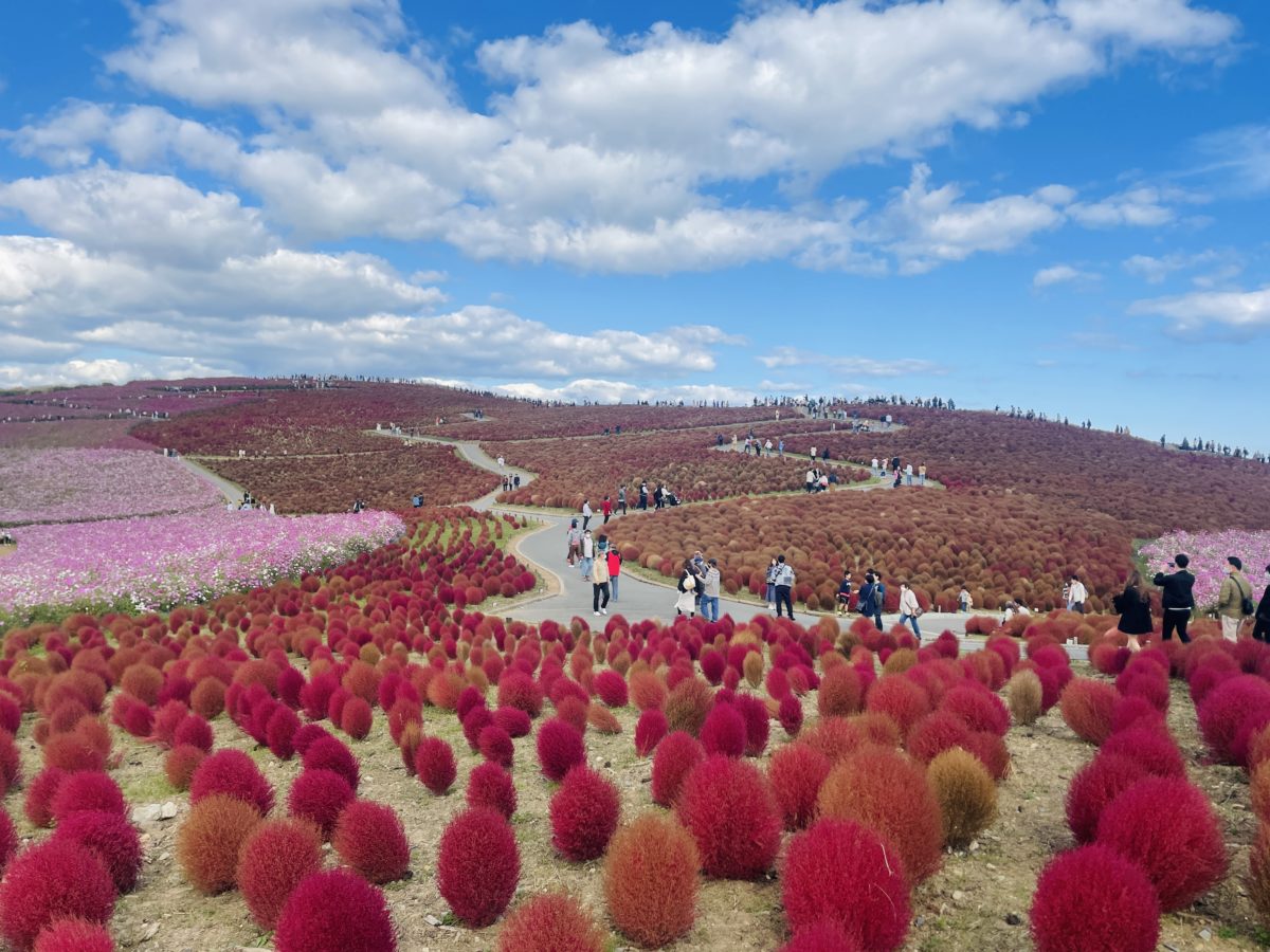 Hitachi park in Ibaraki