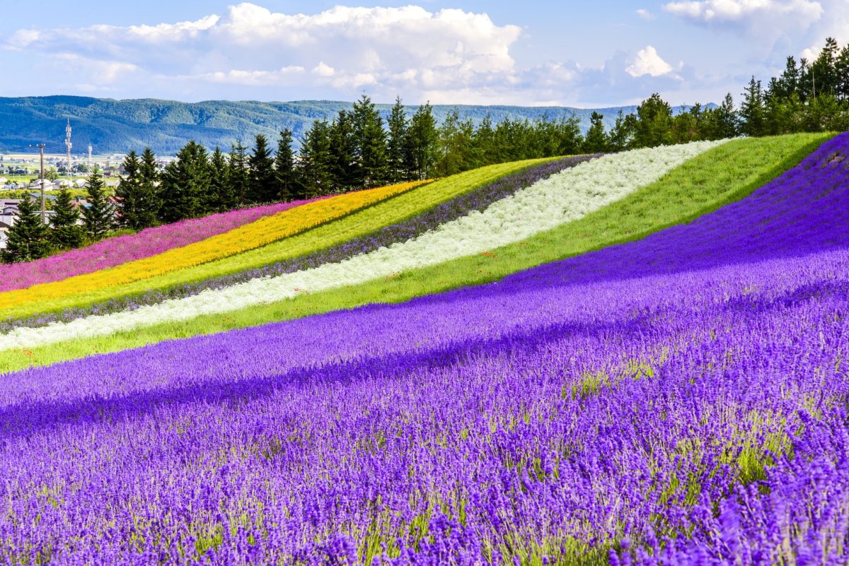Lavender in Hokkaido