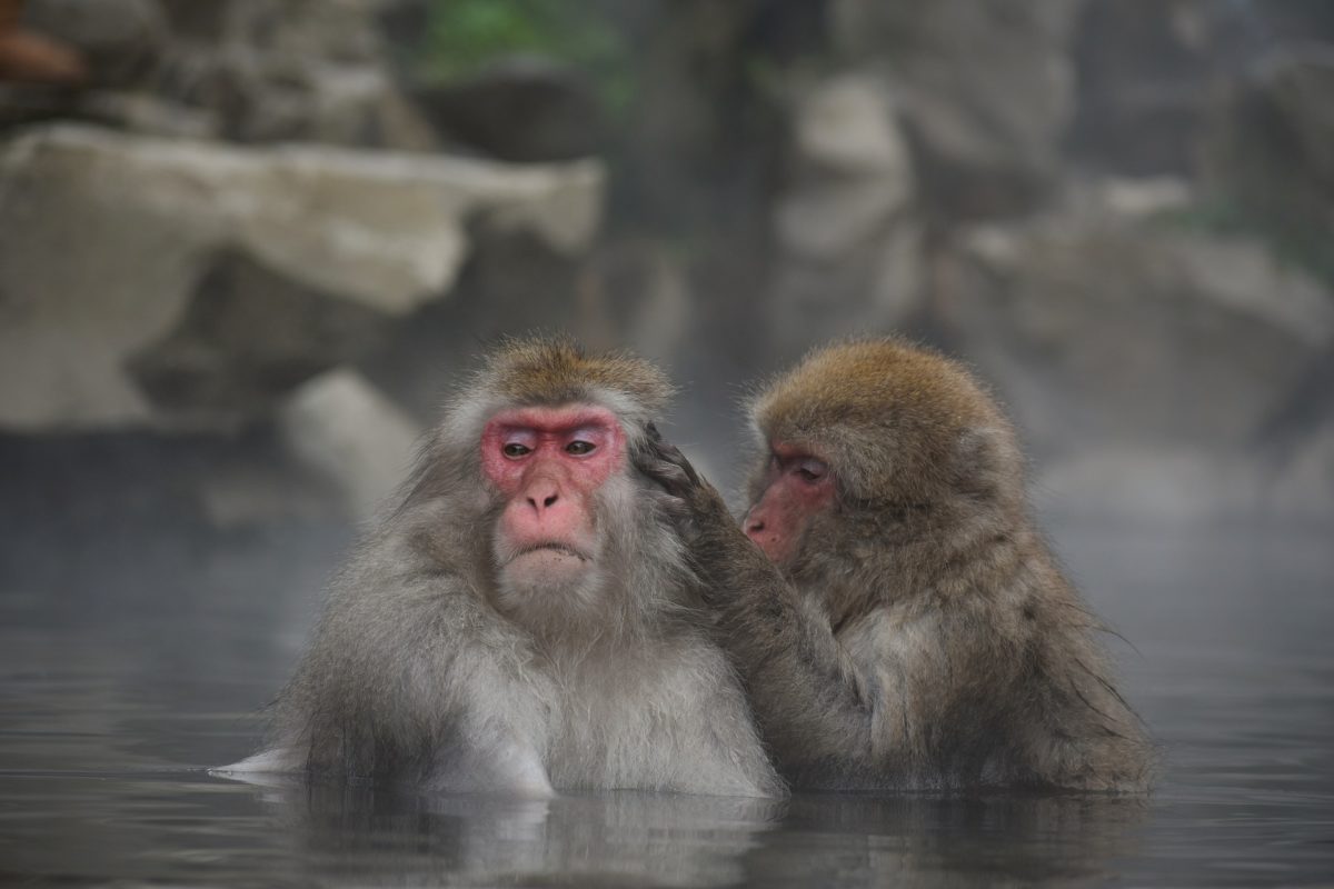 Zigokudani monkey