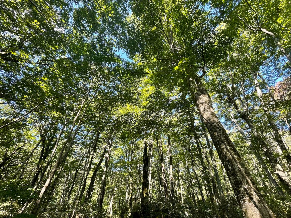 Shirakkami forest