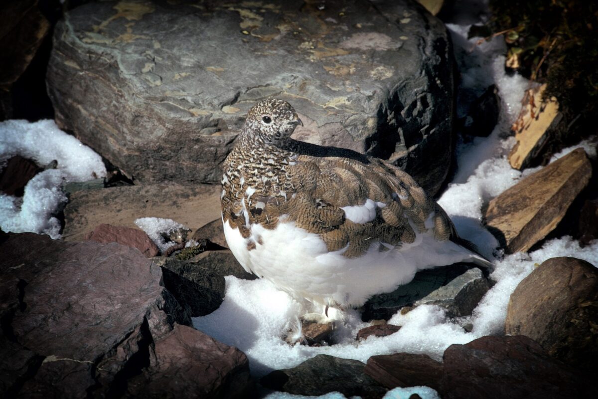 ptarmigan