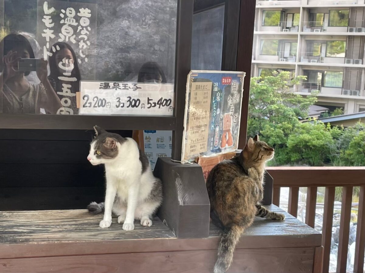 Onsen cat