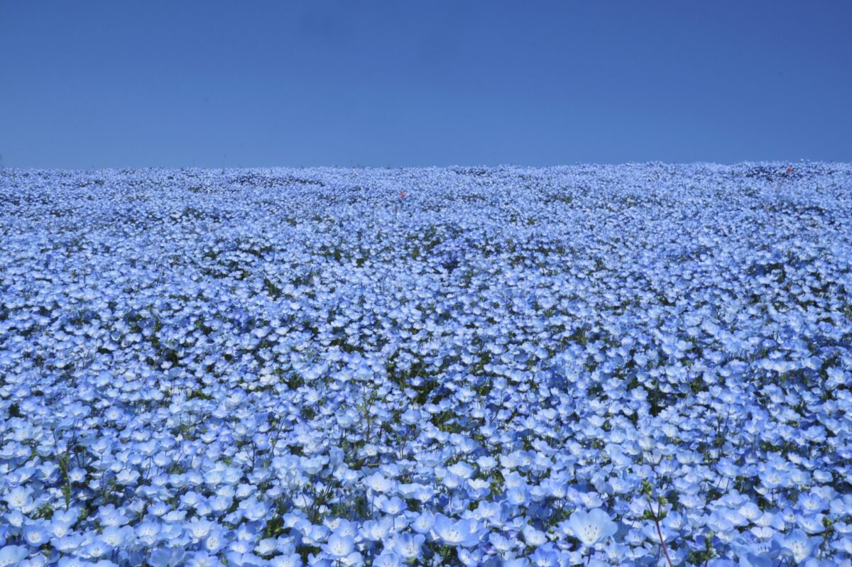 Nemophila