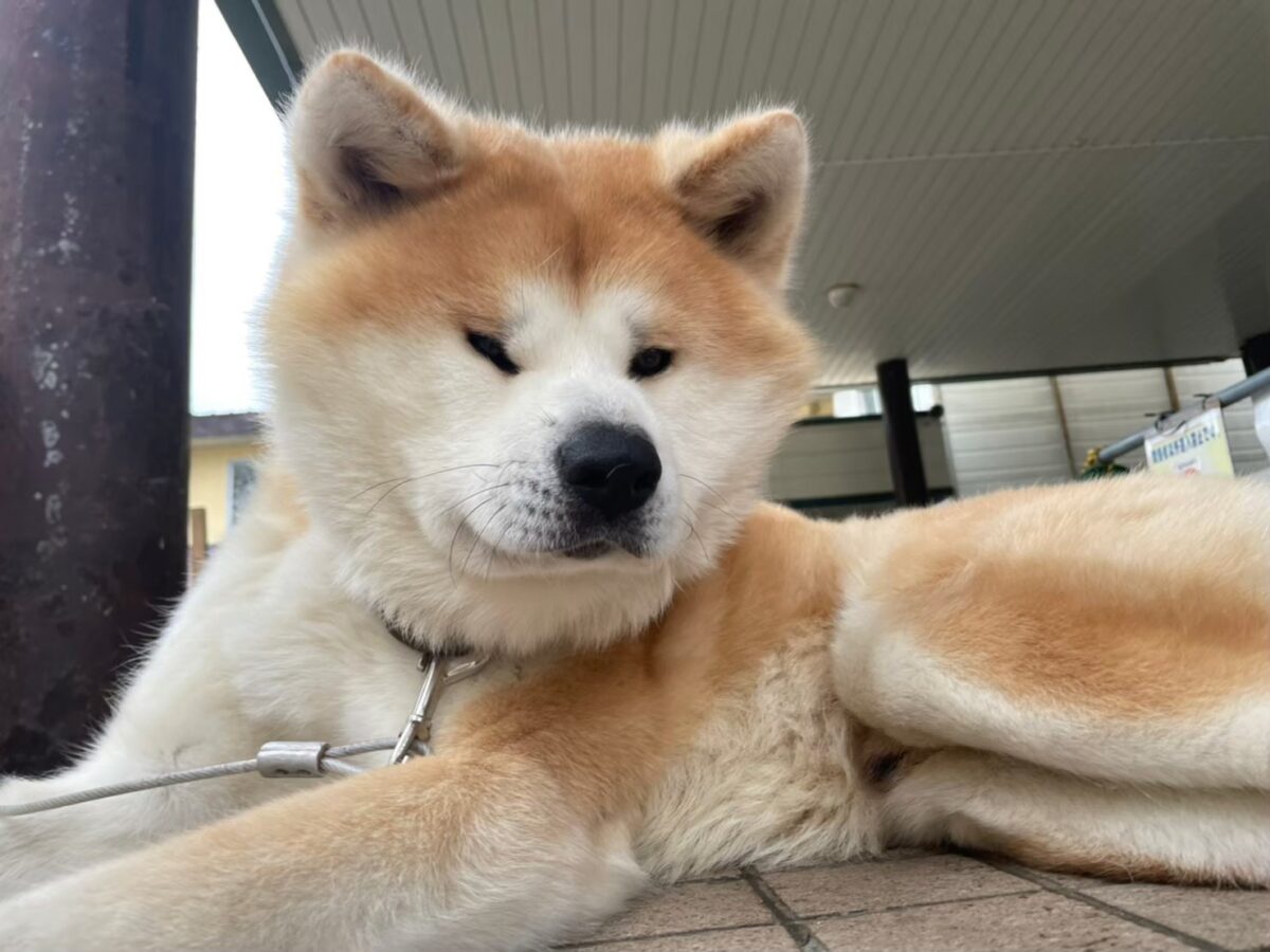 Akita inu