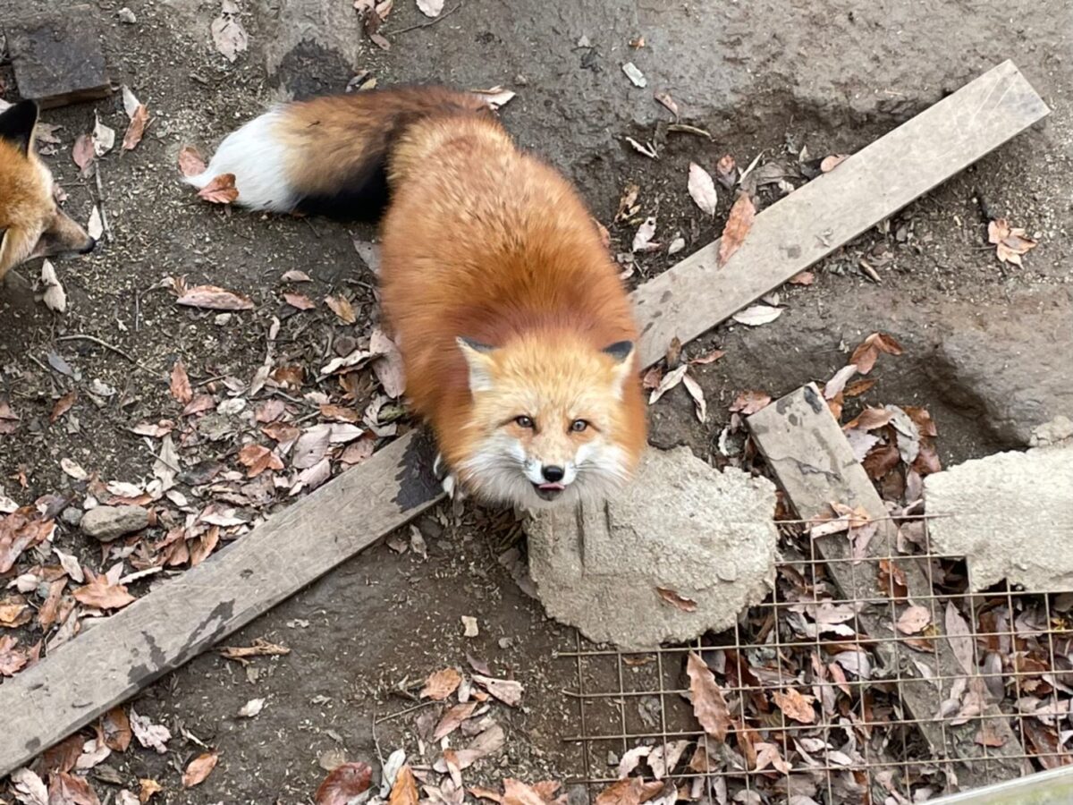 Fox village