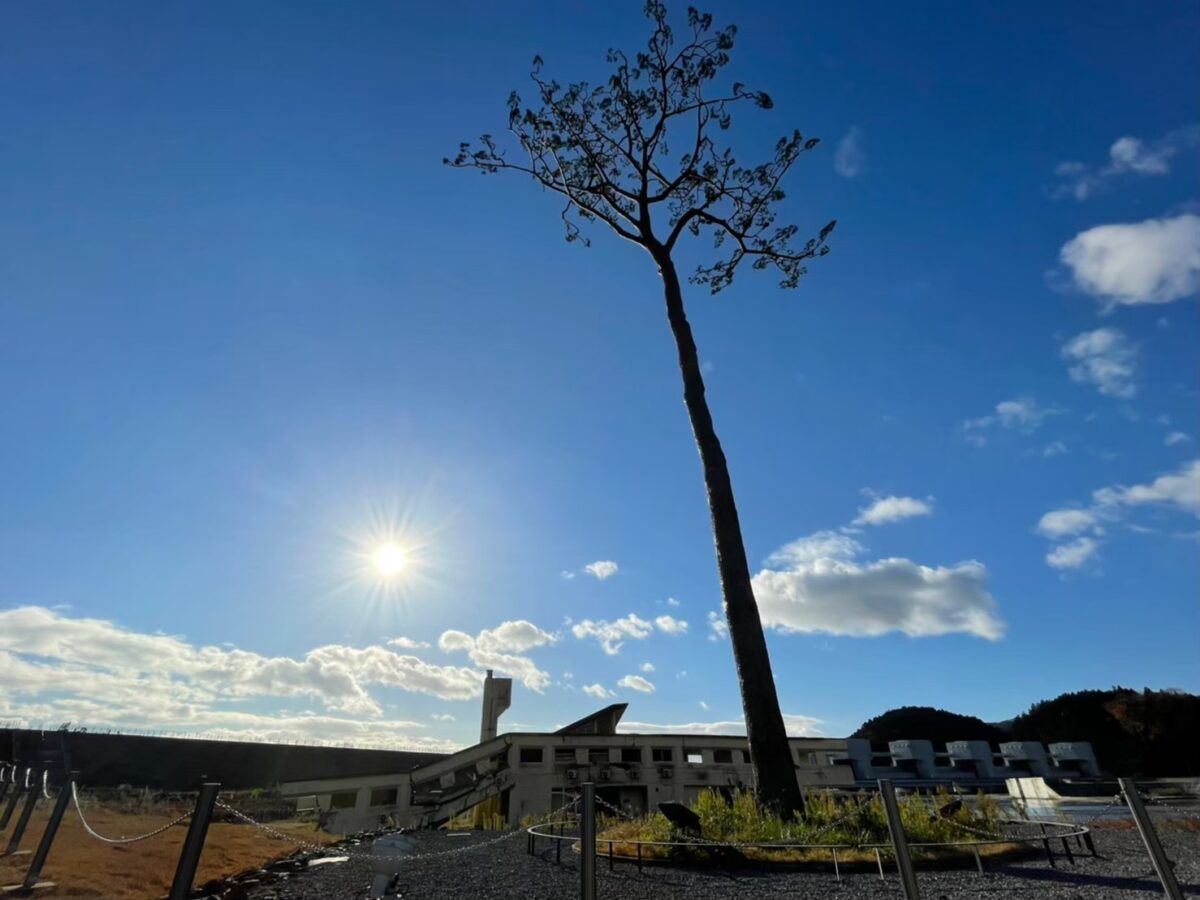 Miracle pine tree